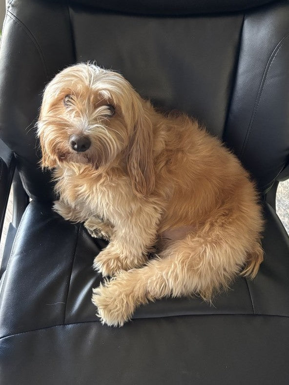 A phone photo of a small apricot dog on a black chair