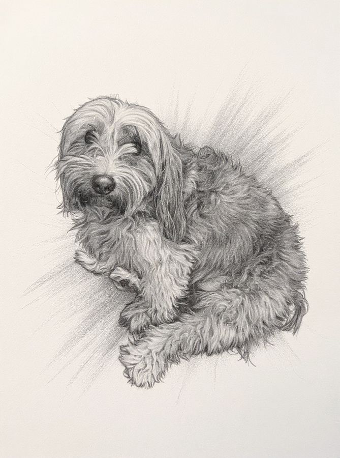The same dog as a charcoal sketch