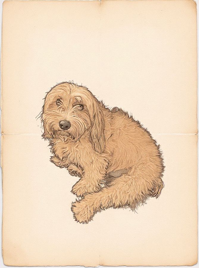 The same dog as a vintage ink illustration