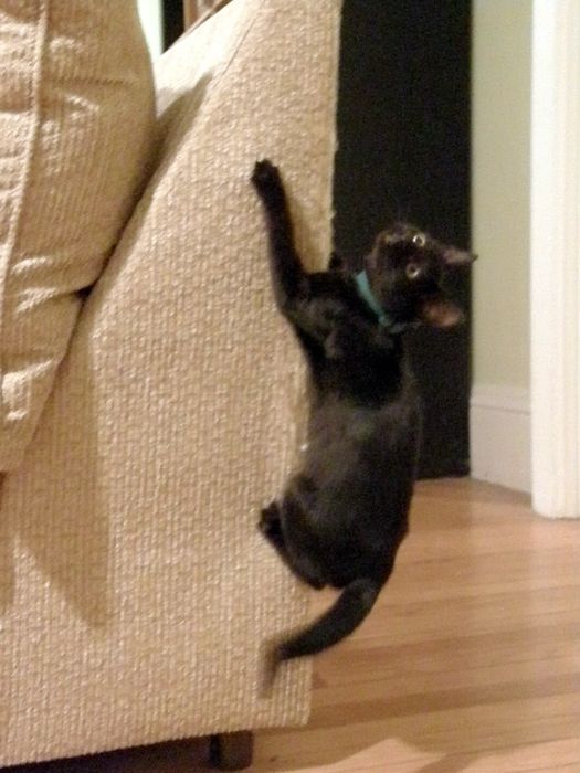 The original dim photo of the same black cat