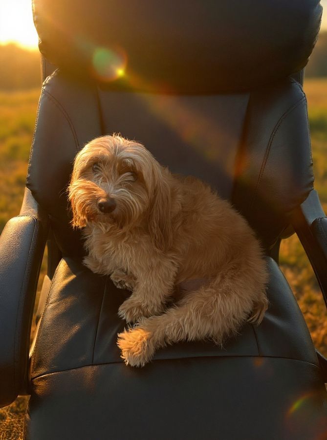 The same dog relit in warm cinematic golden-hour light