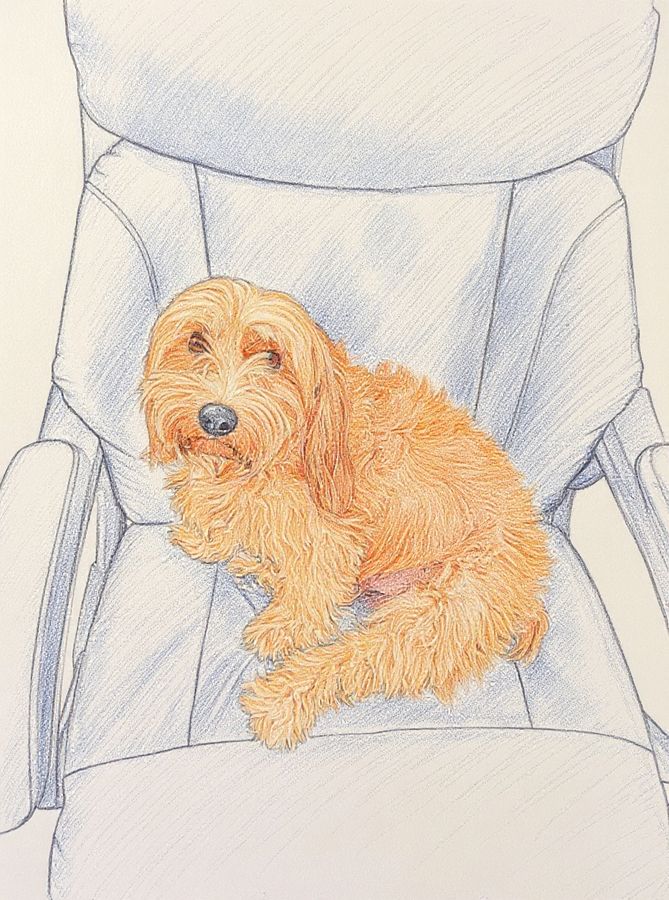 The same dog as a colored pencil illustration